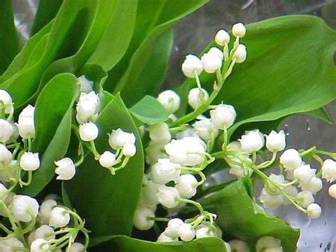 1 photo · créé par missnikita. Muguet du 1er Mai Blague du Jour