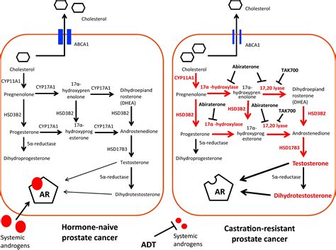 Understanding The Mechanisms Of Androgen Deprivation Resistance In Prostate Cancer At The