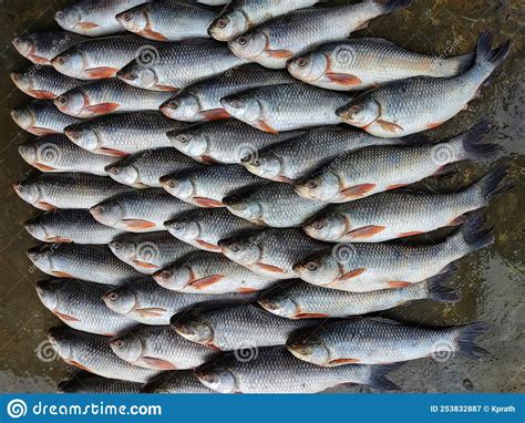Rohu Carp Labeo Rohita Fish Arranged In Row For Sale In Indian Fish