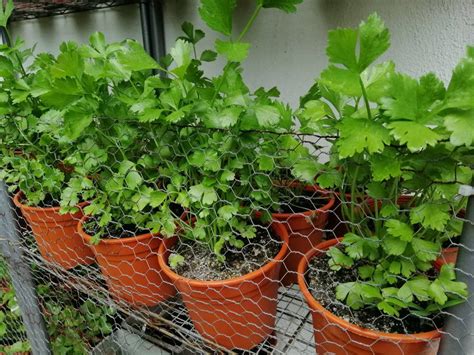 Yuk simak tips agar ayam gorengmu renyah dan gurih. Cara Tanam Daun Sup Dari Biji Benih, 2 Minggu Dah Merimbun ...