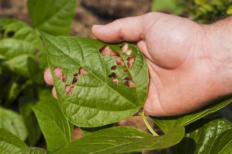 Insect Damage On A Bean Plant Leaf Where Holes Have Been Eaten Stock