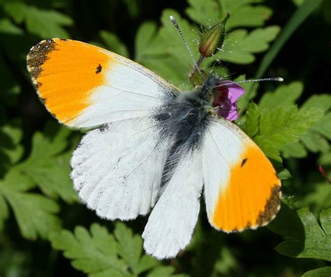 Orange Tip Butterfly Acardamines Chrysalis World Of Butterflies
