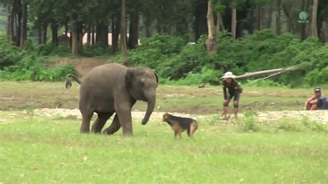 Baby Elephant Chases Pet Dog Like Theres No Tomorrow Theyre Best Of