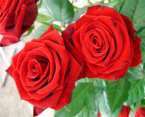Red Roses Roses Photo 11353937 Fanpop