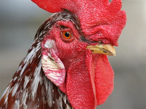 He estado preguntando por su elaboración. .: La cresta de gallo esconde secreto de movilidad de las ...