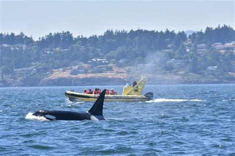 Zodiac Whale Watching Adventure From Victoria Victoria British Columbia