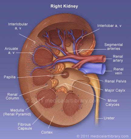Arterial supply to stomach labeling. Medical Art Library | Diagnostic medical sonography ...