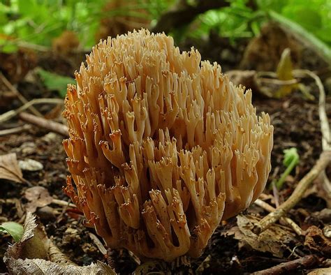 Coral Fungus Mushroom Nature Toadstool Environment Forest Floor