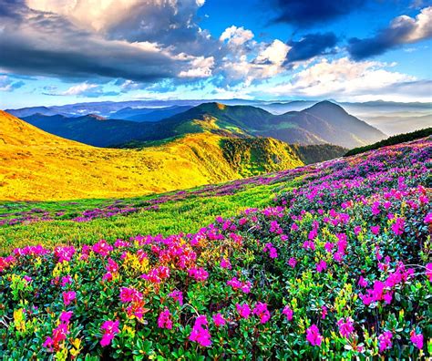 1920x1080px 1080p Free Download Mountain Wild Flowers Hills Colors