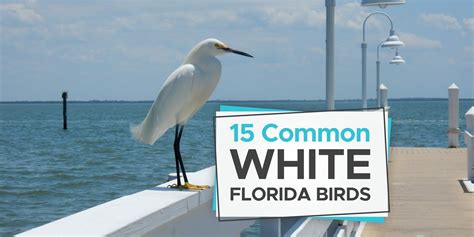 15 Amazing White Birds Commonly Found In Florida Birdwatching Buzz