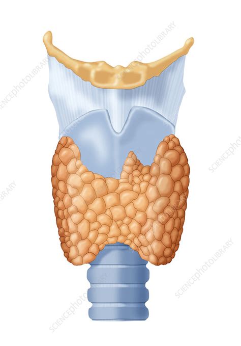 Thyroid Gland Stock Image C0221283 Science Photo Library