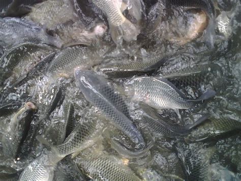 Gambar Ikan Mujair yang Beda dari Ikan Nila