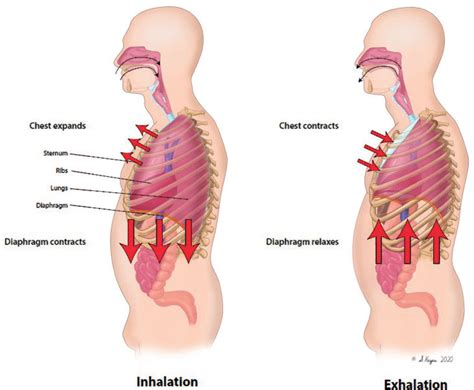 Normal Breathing Diaphragm Expanding Into Abdomen And Rib Expansion Download Scientific