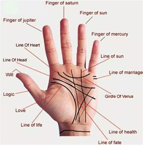 4 Ways To Read Palm Lines Wikihow Palm Reading Palmistry Palm