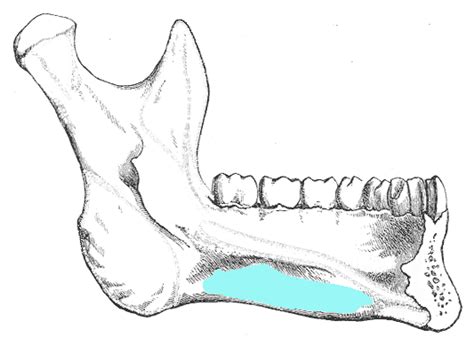 Mandible Labeled Images Rotelearnit