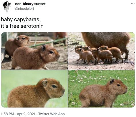 Free Serotonin Capybaras Know Your Meme
