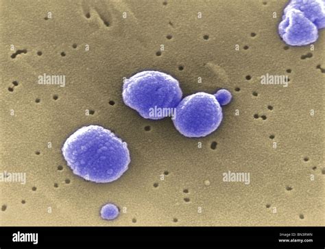 Scanning Electron Micrograph Sem Of Gram Positive Streptococcus