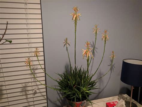 Hedgehog aloe plant aloe humilis 'hedgehog'. Hedgehog Aloe in Bloom! (Aloe Humilis) : naturepics