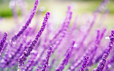 Macro Flowers Lavender Purple Wallpaper 1680x1050 23258