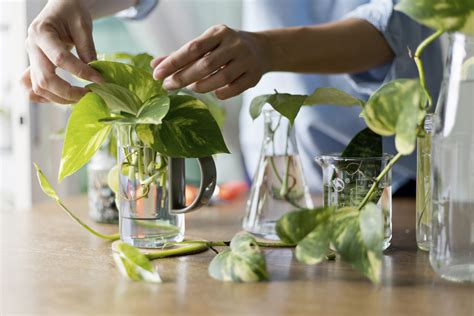 The Beginners Guide To Propagating Plants