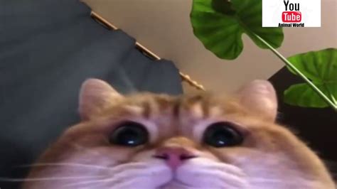Cat Meme Facetime