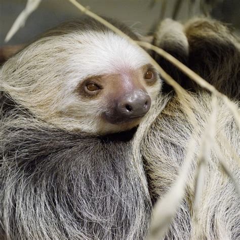 Two Toed Sloth Fact Sheet Cswd