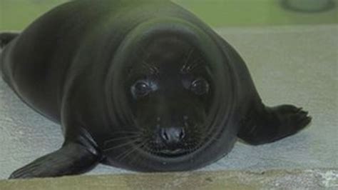 Black Seal Pup Rescued From Aberdeen Beach Bbc News