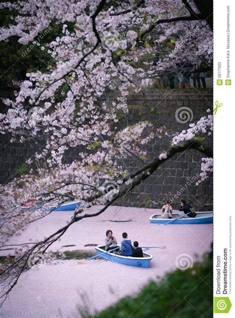 Cherry Blossoms Calm Riverboat Ride In Pink River Editorial Stock
