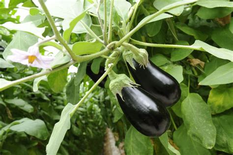 Female And Male Eggplant Myth Debunked Old Wive S Tale