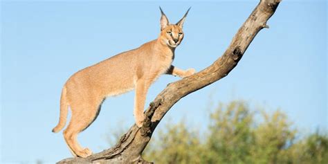 Cool Caracal Cats V A A S Lifestyle Mag