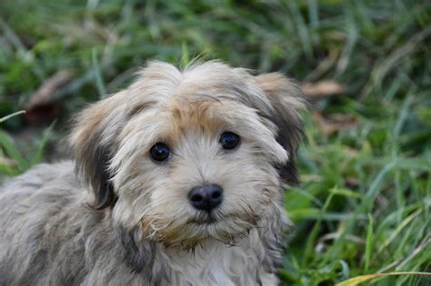 Havaneser Im Rasseporträt Charakter Haltung Und Pflege Heyhundde