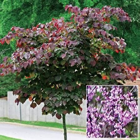 Find your planting zone with gilmour today! Google | Flowering trees, Redbud tree, Ornamental trees