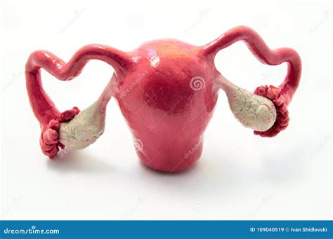 603 Uterus Anatomy Photos Free And Royalty Free Stock Photos From