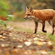 Autumn Fox Photograph By Mircea Costina Photography Fine Art America