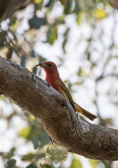 Summer Tanager Point Loma Nazarene University San Diego Co Flickr