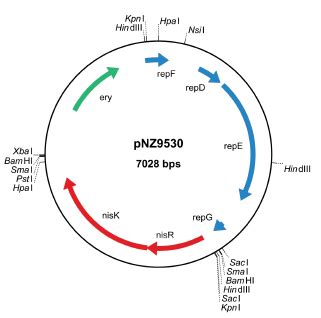 Nice Pnz Lactococcus Lactis Nisrnisk Vector In Stain Nz Abo