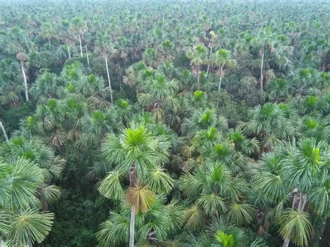 Where Do Palm Trees Grow And Why Does It Matter Kew