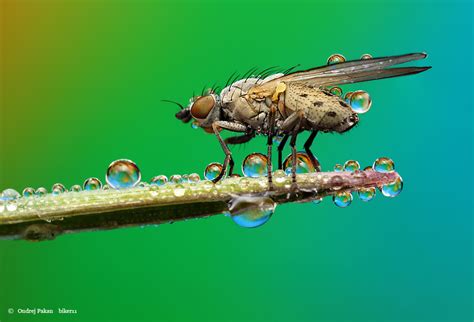 Fly Covered With Dew Photo Macro Macro Shots Landscape Scenery Photo
