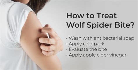 7 Home Remedies To Treat Wolf Spider Bite Daily Health Cures