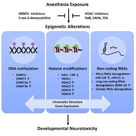 Schematic Representation Of Epigenetic Alterations In Download