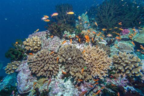 Deep Water Coral Reef Stock Photo Image Of Nautical 63849770