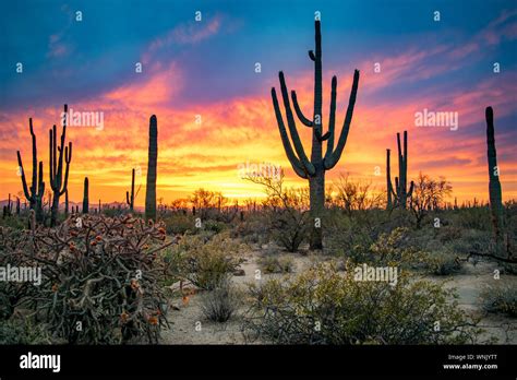 Dramatic Sunset In Arizona Desert Colorful Sky And Cacti Saguaros In