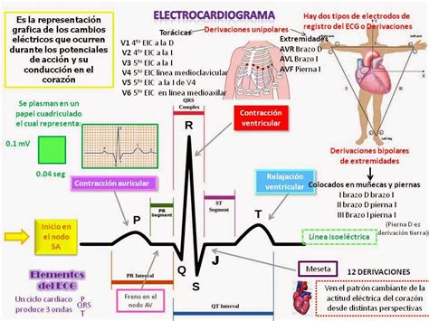 Carolina Checa Electrocardiograma Y Sus Derivaciones