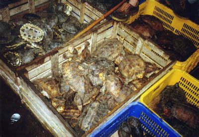 An asian supermarket is a category of grocery stores in western countries that stocks items imported from the multiple countries in east, south and southeast asia. Turtle Tragedy by Wendy Williams