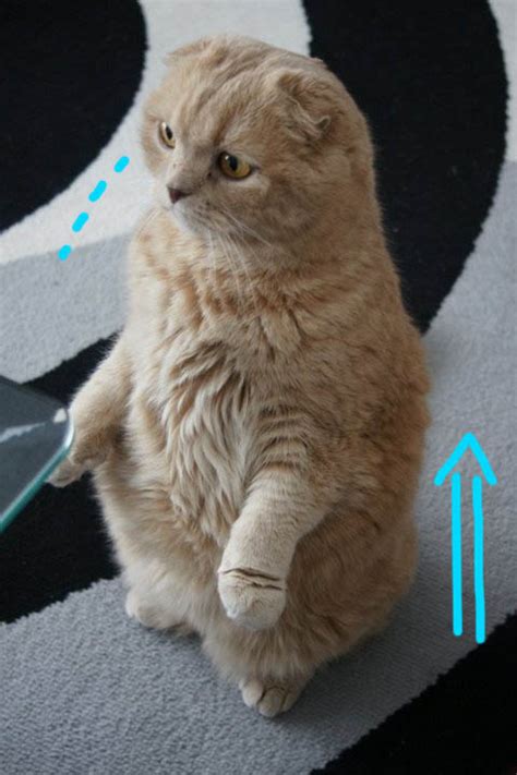Scottish Fold Cat Funny Photos Cute Japanese Kitty Manga