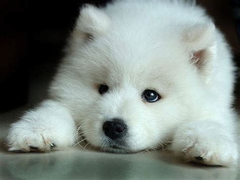 Anime picture original chita (ketchup) long hair single tall image fringe 1417x2000 537457 en. White Wolf Pup - Wolves Photo (7570936) - Fanpop