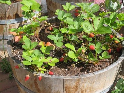 Growing Strawberries In Containers A Complete Guide Gardenoid
