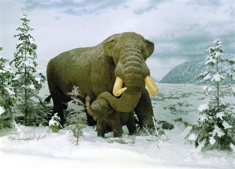 Your mastodon stock images are ready. Ecosystems out of the Ice Age | The New York State Museum