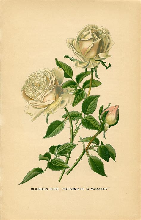 Vintage Printable White Roses Botanical The Graphics Fairy