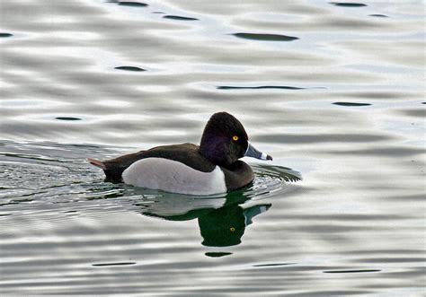 An Eponymous Ring Necked Duck Greg In San Diego